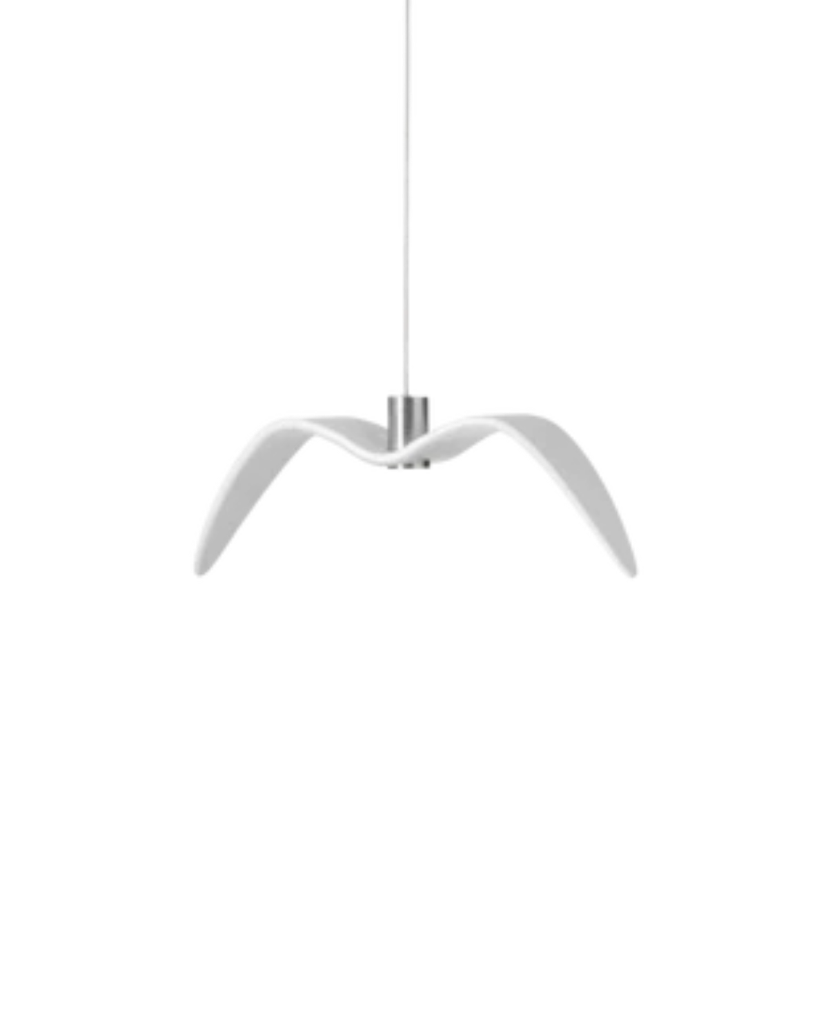 L’Oiseau de Nuit